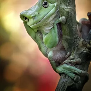 Big Fat Cute Tree Frog