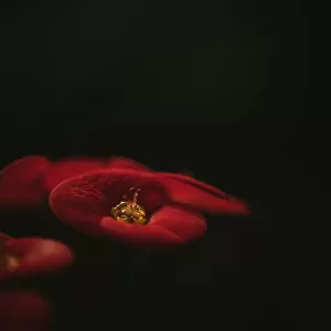 Botanical Series - Red Blossom