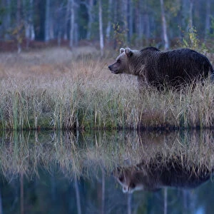 Brown Bear reflection