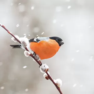 Bullfinch in a snowstorm