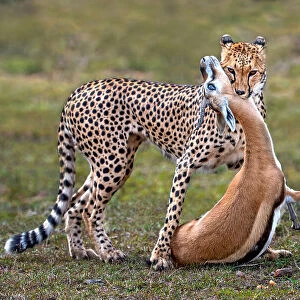 Cheetah with prey