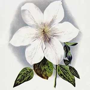 Clematis Flower Lithograph