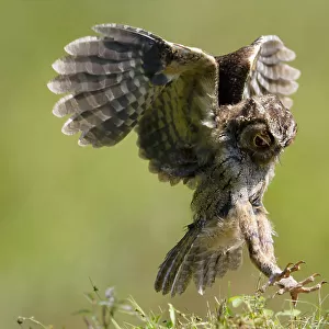Collared scops owl