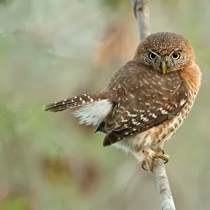 Owls Glass Frame Collection: Cuban Pygmy Owl