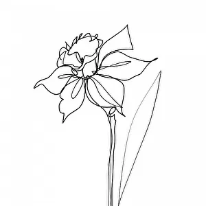 The Daffodil
