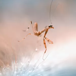 The Dancing Mantis
