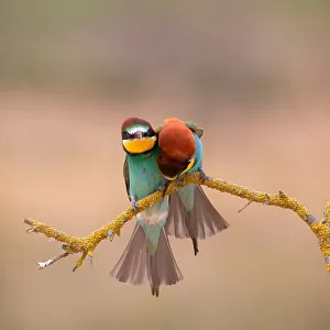 Bee Eaters Jigsaw Puzzle Collection: Chestnut Headed Bee Eater