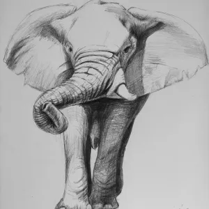 Realistic drawings Collection: Wildlife drawings