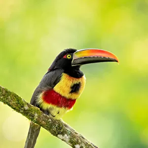 Toucans Collection: Fiery Billed Aracari