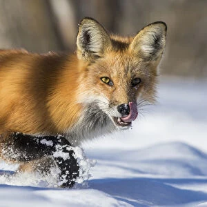 Fox Hunting in winter