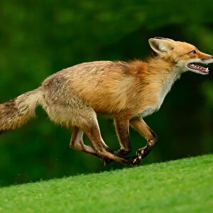 fox run