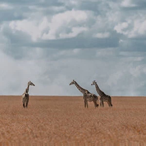 Three giraffes in Serengeti