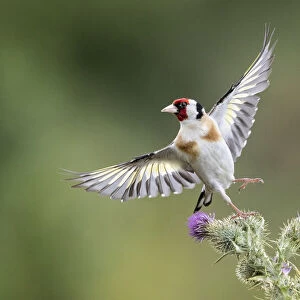 Goldfinch on Thristle
