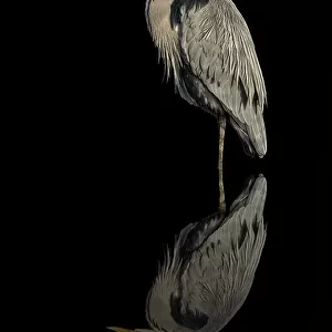 Grey heron in the dark