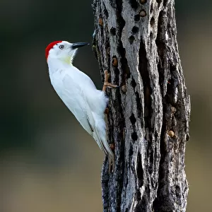 Woodpeckers Collection: Red Crowned Woodpecker