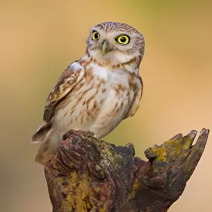 Owls Collection: Mottled Wood Owl