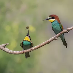 Bee Eaters Jigsaw Puzzle Collection: Blue Headed Bee Eater