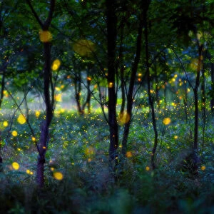 Magic fireflies