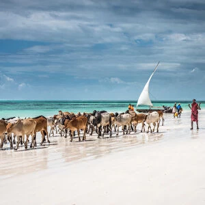 Masai cattle on Zanzibar beach