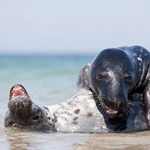 Mating seals