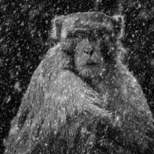 Monkey In Snow