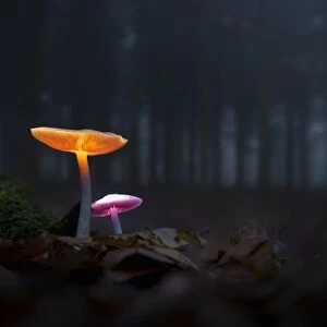The mushrooms of the forest 05