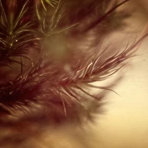 nature close-up