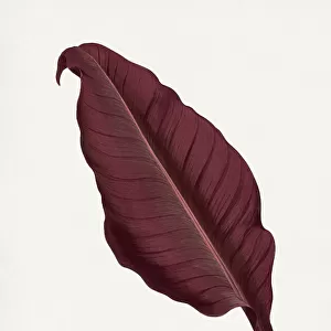 Pink Canna Atronigricans Leaf Illustration