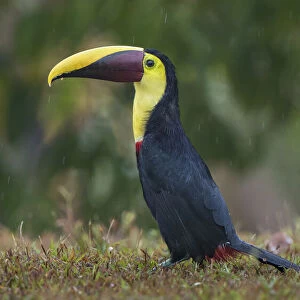Toucans Collection: Yellow Throated Toucan