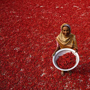 Red chilli worker