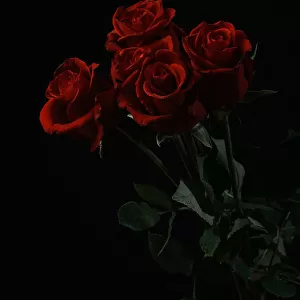 red roses isolated on black background