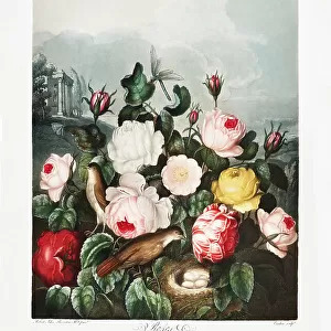 Roses from The Temple of Flora (1807)