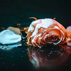 sad rose