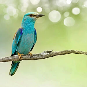 Kingfishers Collection: Shining Blue Kingfisher