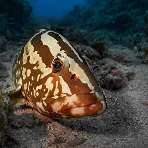 Sleeping grouper