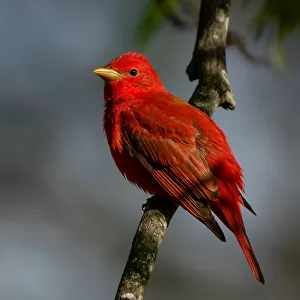 Cardinals And Grosbeaks Collection: Summer Tanager