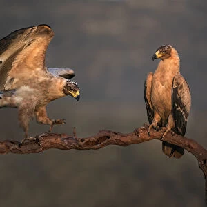 Tawny eagles