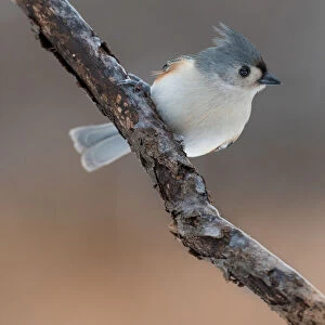 Tufted titmouse bird just coming back from the beauty salon!