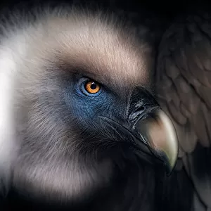 Vulture Look