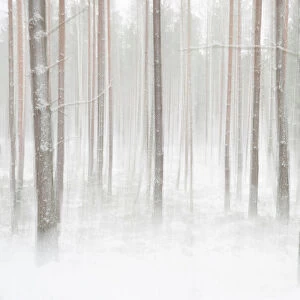 Winterforest in Sweden