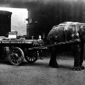 Lizzie Ward (elephant) working for Thomas W. Ward, Sheffield, 1914