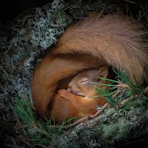 Conejo rojo (Sciurus vulgaris), dos enrollados dormidos en drey dentro de caja de nido. Nido de liquen y agujas de pino. Highlands, Escocia, Reino Unido. Reproducción media solo. Conejo rojo (Sciurus vulgaris), dos enrollados dormidos en drey dentro de caja de nido. Nido de liquen y agujas de pino. Highlands, Escocia, Reino Unido. Reproducción media solo.
