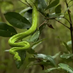 Green Python Print, Iron Range National Park