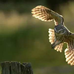 Little Owl Print: Flight from a Post in Wales