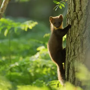 Pine marten juvenile print climbing pine tree in woodland