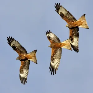 Three Red Kites in Flight Print