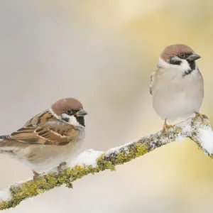 Two Tree Sparrows perched on a snow-covered branch Print