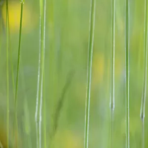Abstract photograph of grasses and yellow flowers, Vosges, France, June