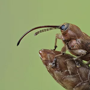 Beetle Collection: True Weevils