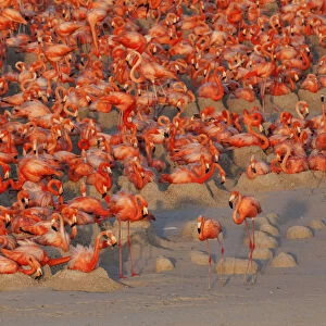 Aerial view of Caribbean Flamingo (Phoenicopterus ruber) breeding colony, Ria Lagartos